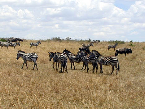 10-10-02 zebras in Masai Mari